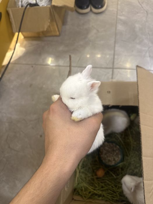 Продаю карликовых кроликов породистых  находится в астане
