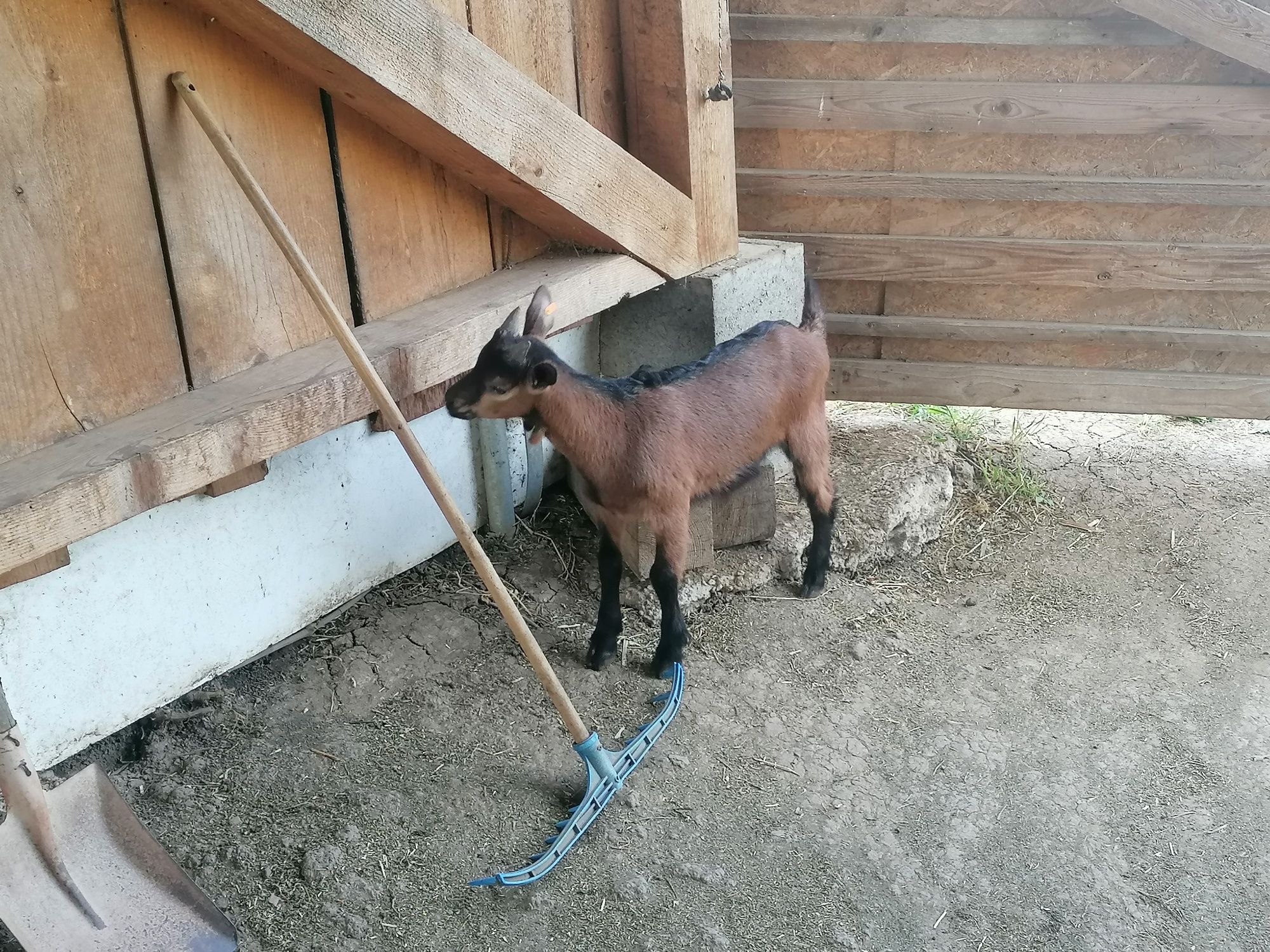 Disponobil tapisor ALPIN 4 săptămâni