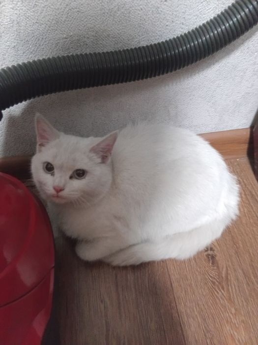 Отдам кошку бесплатно