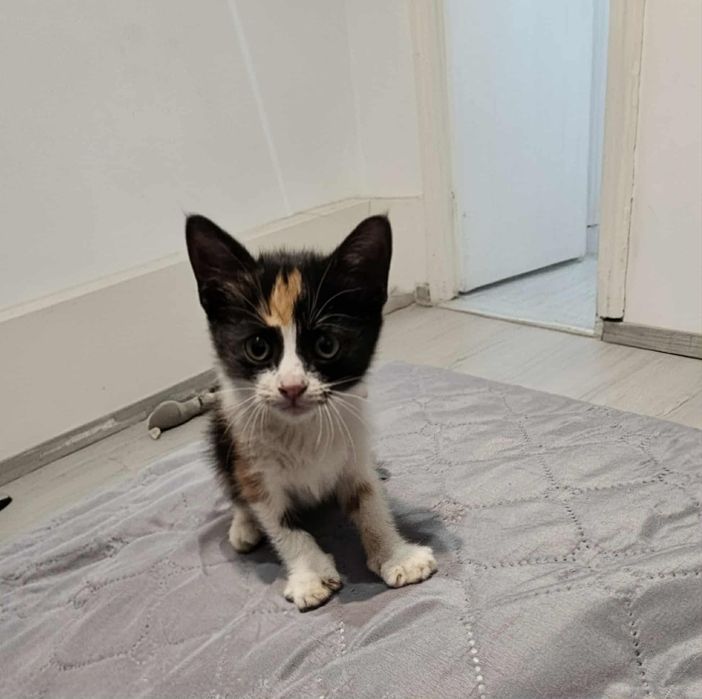 Малка женска котка