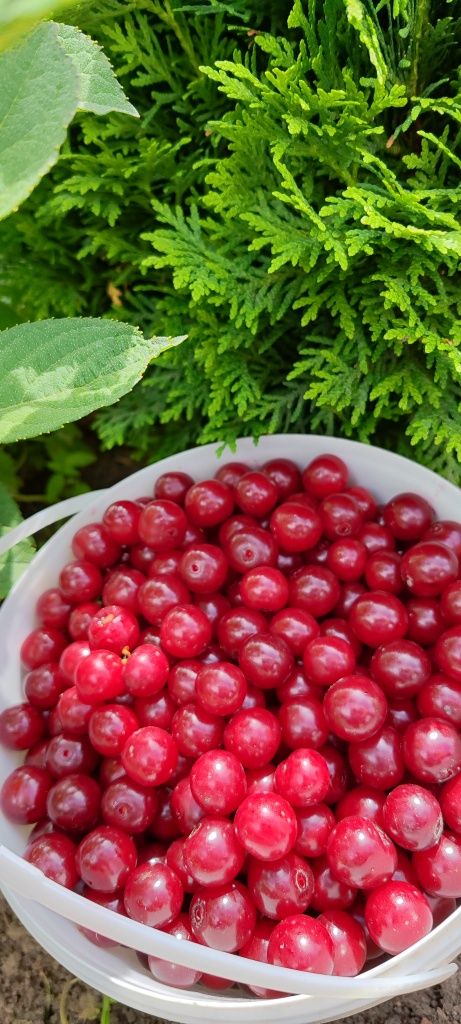 Продам вишню дачную, крупную
