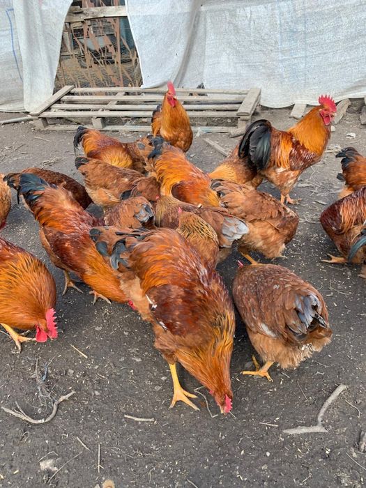 Vand oua de gaina New Hampshire