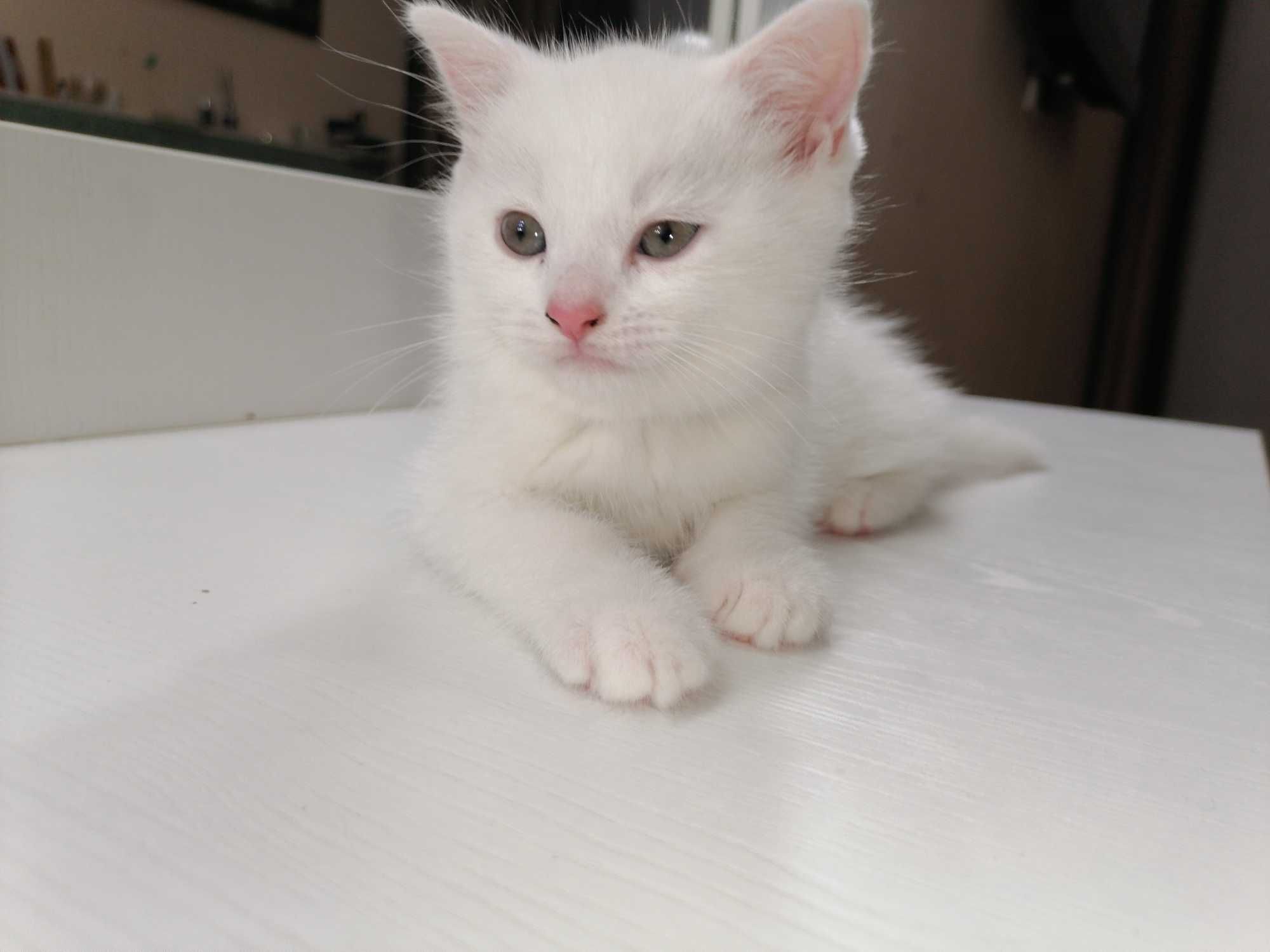 Котёнок шотландский породы