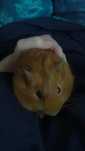 Porcusor de guineea