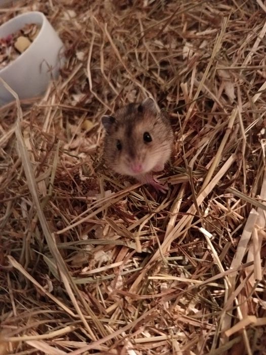 Hamsteri pitici de vânzare