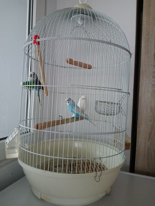 Papagali peruși cu colivie