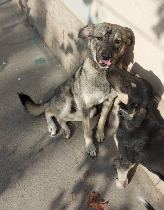 Пристраиваются молодые кобели в добрые и заботливые руки!