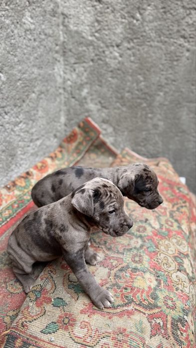 Продается щенки питбуля