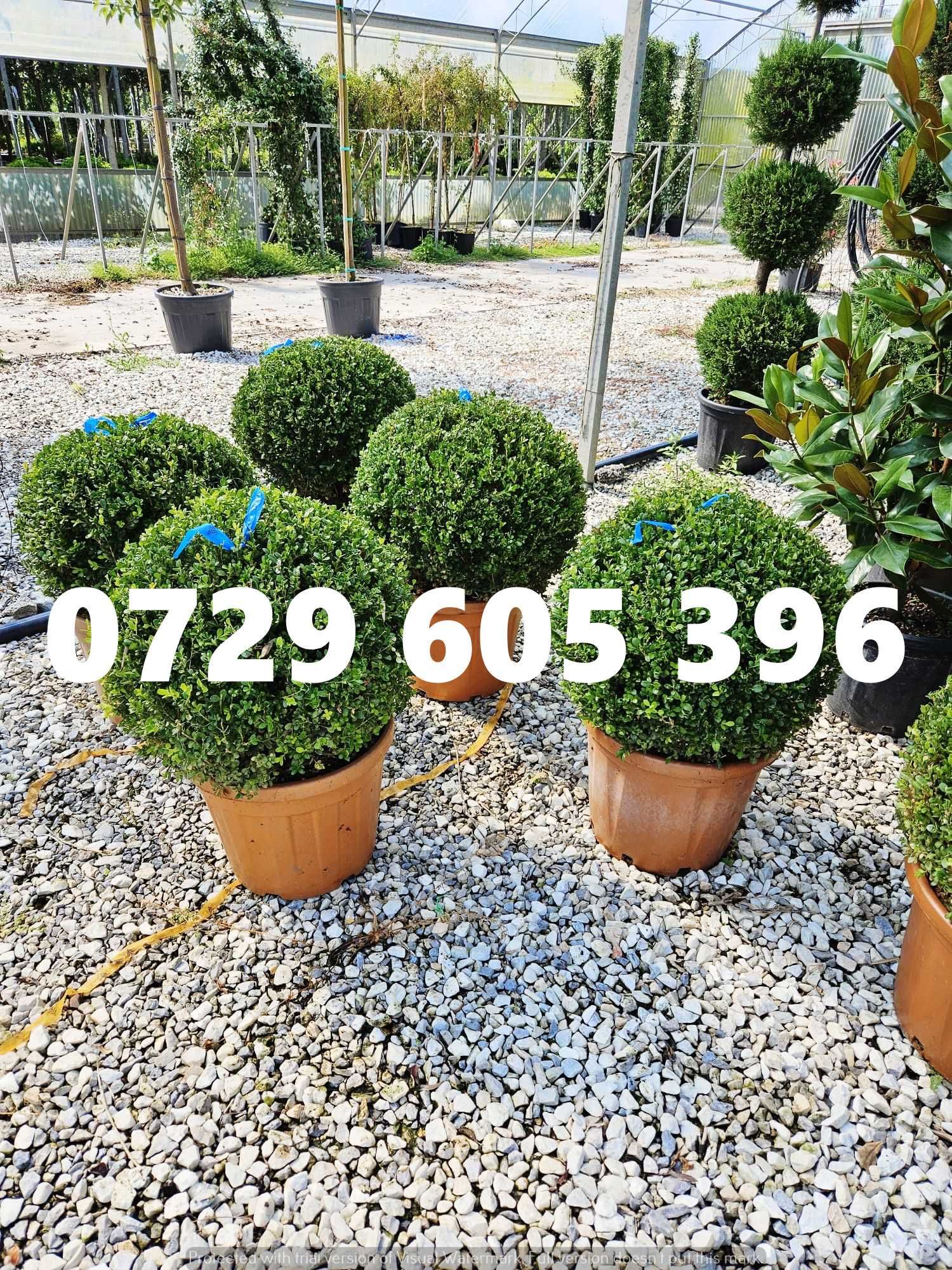 Livrare rapidă și transport gratuit pentru plante ornamentale