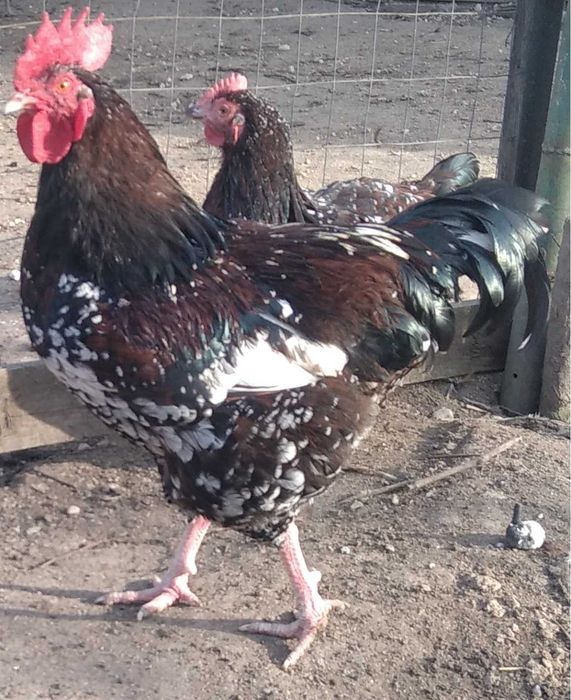 sau schimb cocosei din rasa de gaini Sussex Portelan