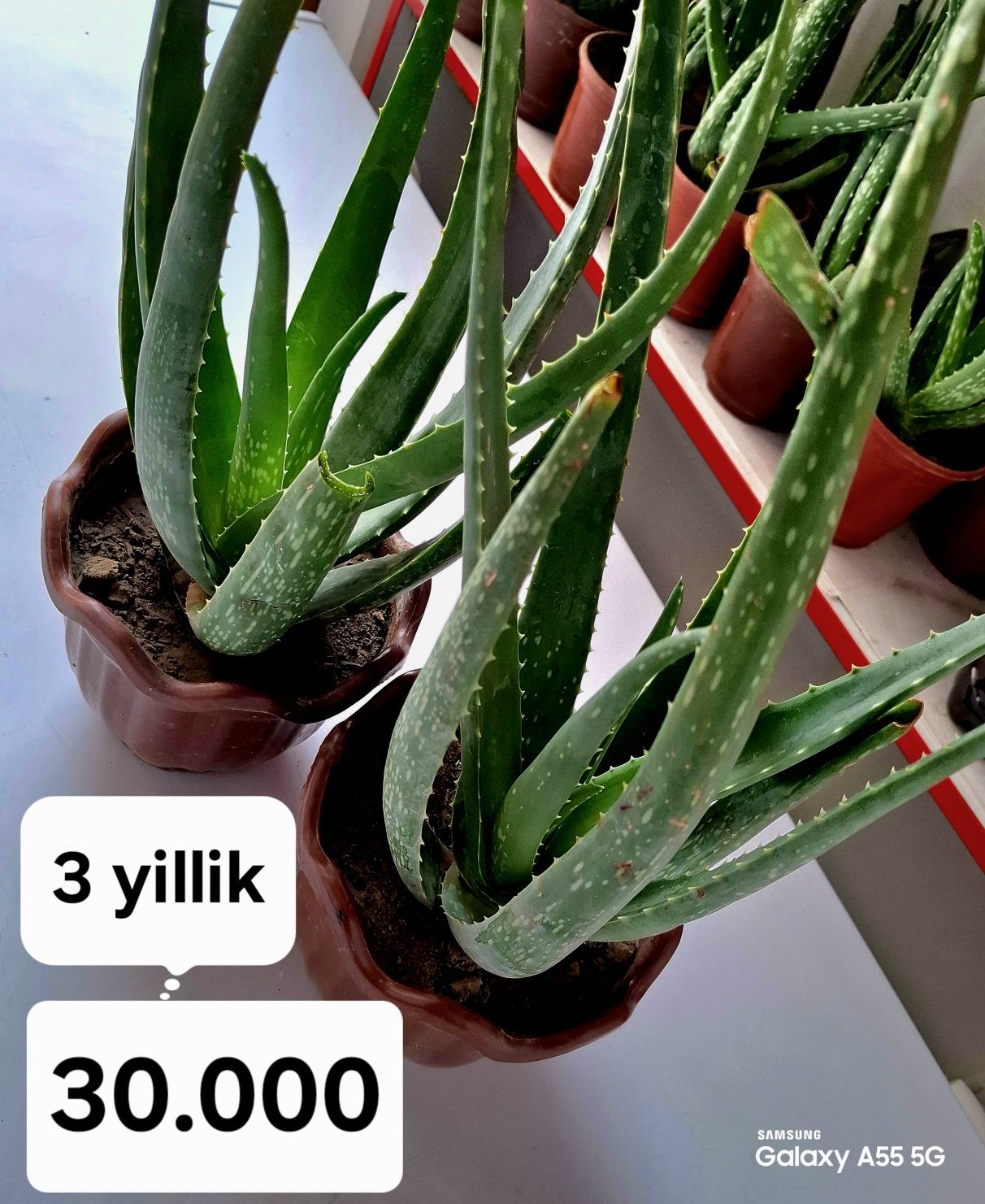 Aloe Vera guli va barglari sotiladi. Narxi 10.000 dan boshlanadi.