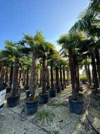 Vand palmier 4 - 5m , rezistent iarna, trachycarpus fortuneii