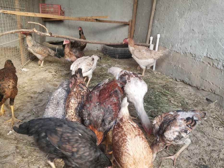 Dakan tovuq xorozlar