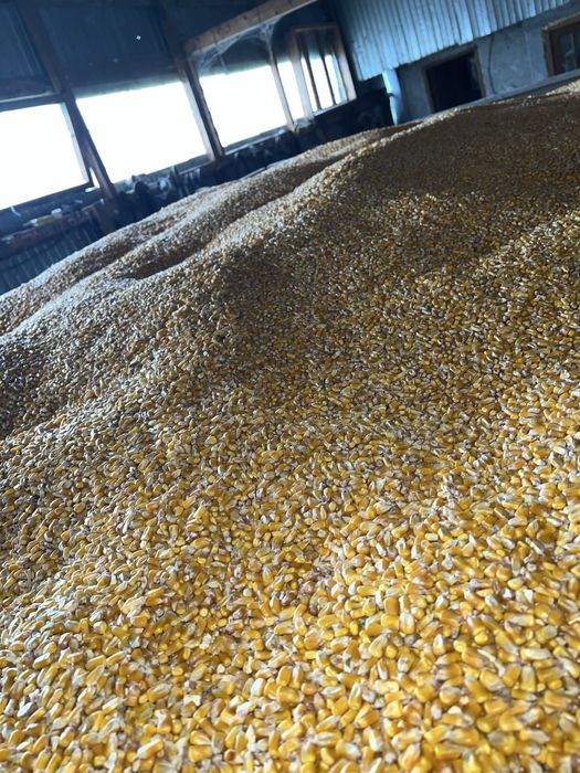 Vând porumb recoltă 2025