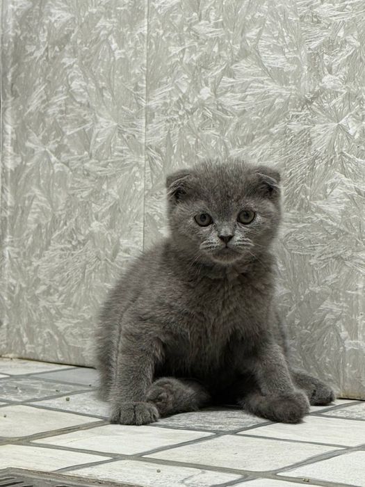 Skottish Fold 3oylik