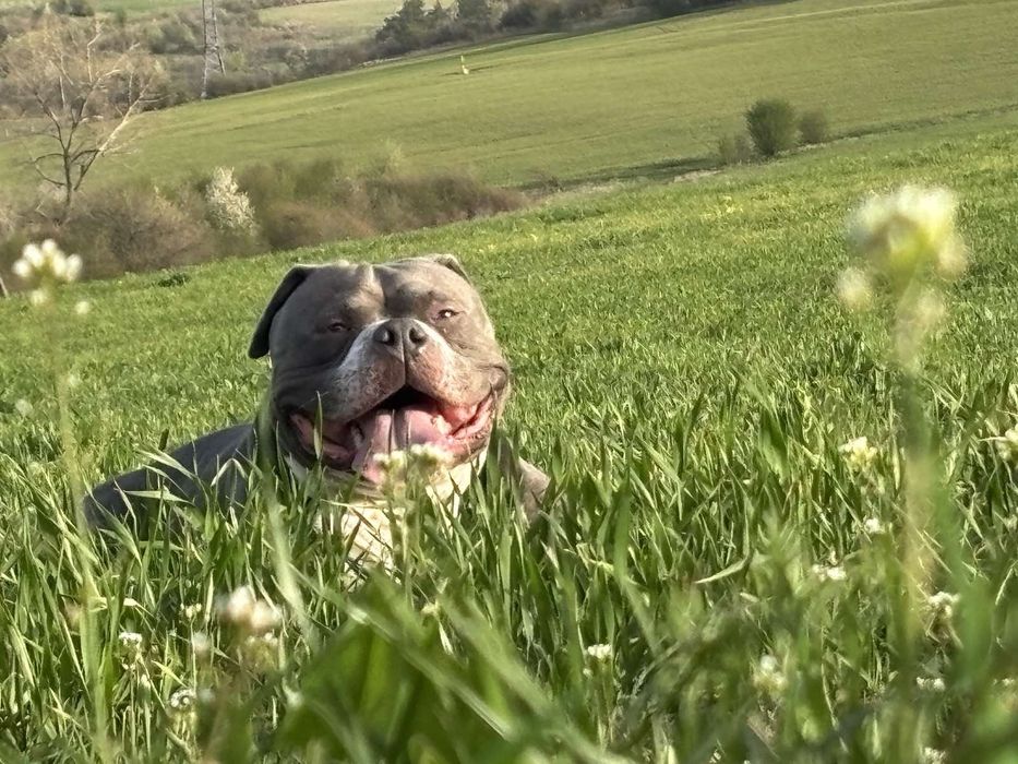 Американско покет були / American pocket bully