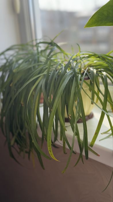 Хлорофитум (зеленая лилия или паучий цветок)