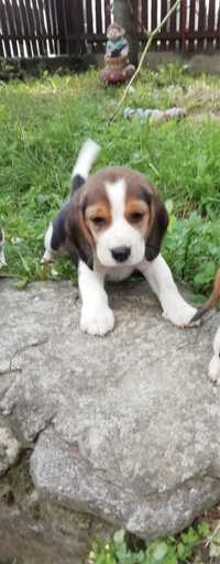 Beagle Tricolor Rasa Pura