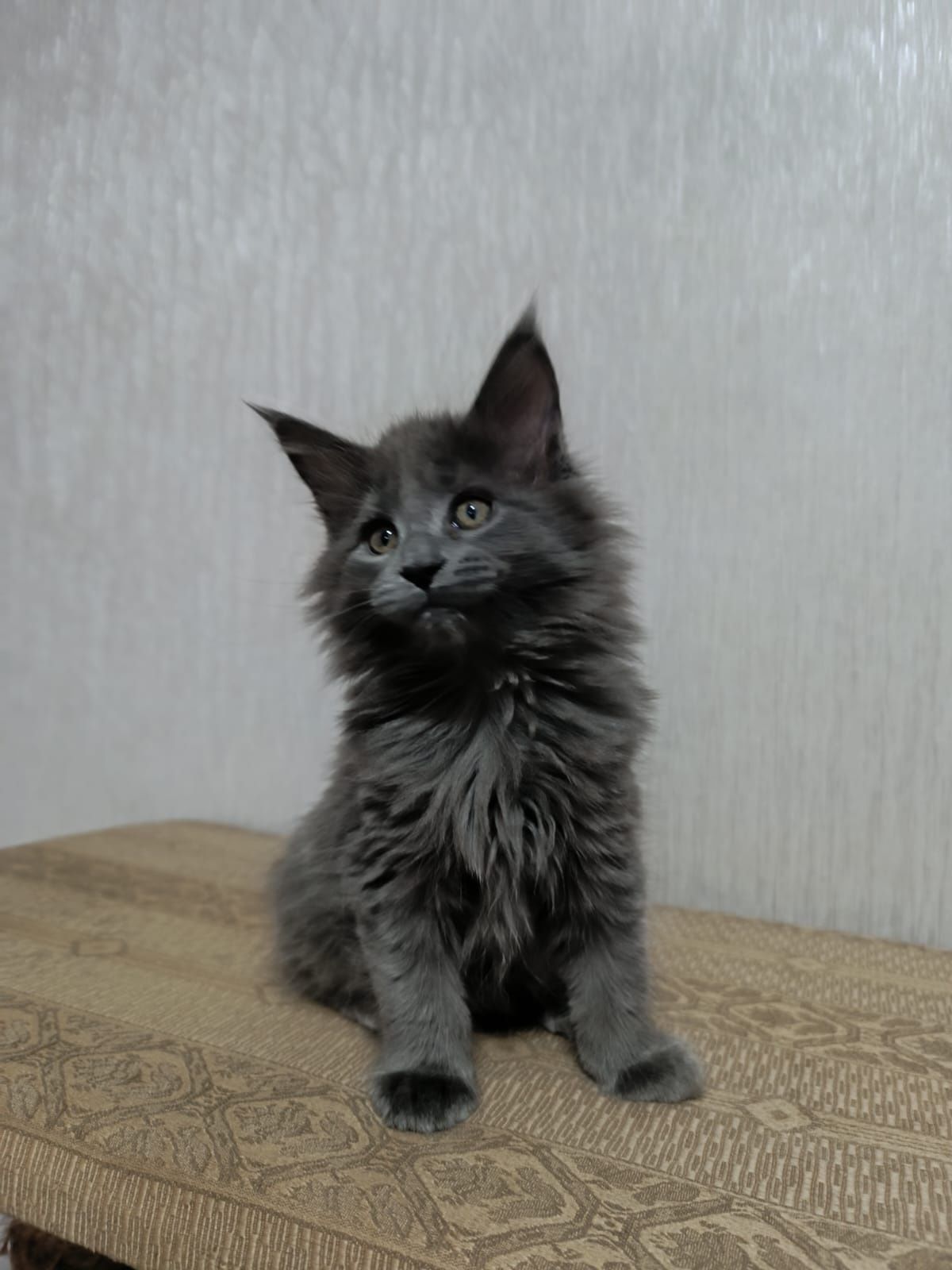 Продам шикарных  котят породы Мейн-кун
