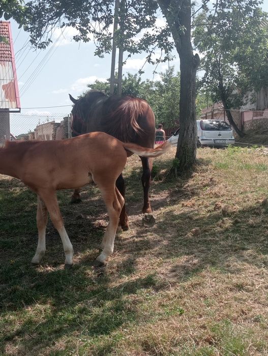 Vând iapă de rasă vârstă 5ani cu mânză  de 3 luni