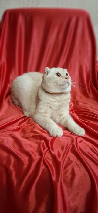Котята Продаю котенка скоттиш-фолд