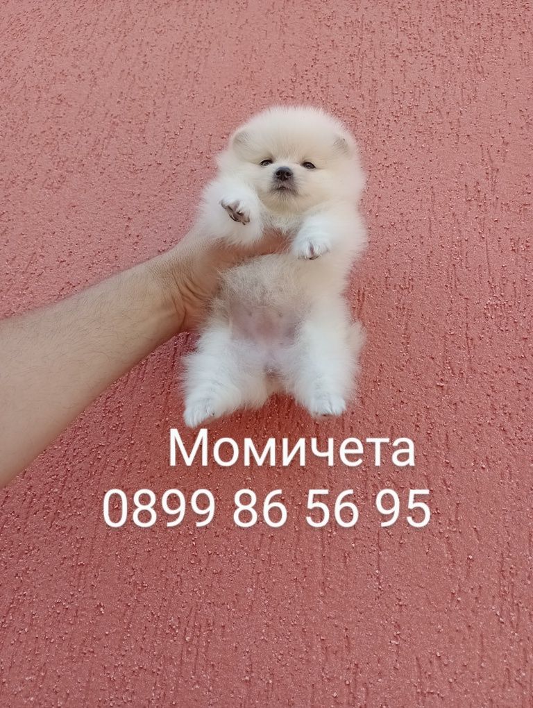 Померани. Момичета.