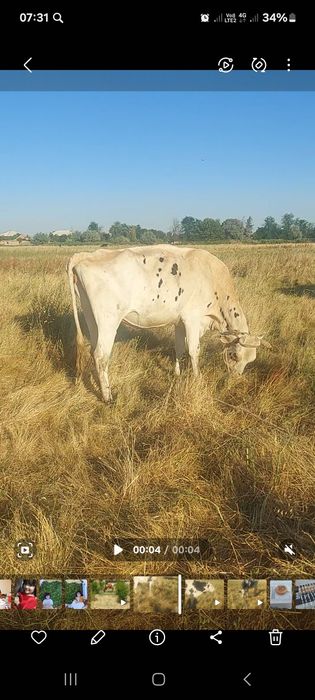 Sigir golishtin sotilad