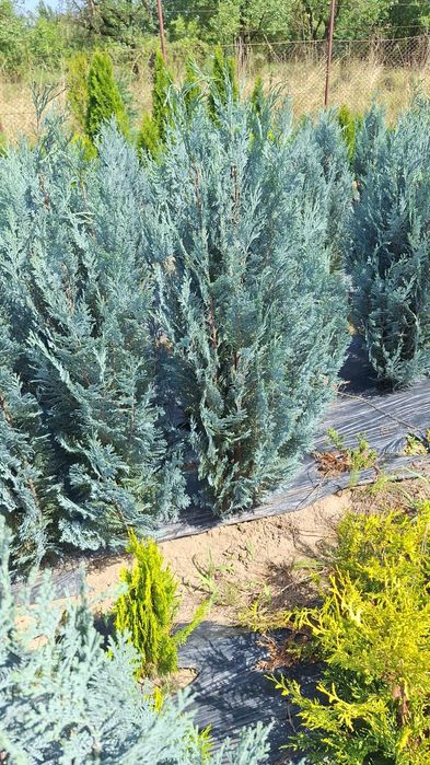 Plante ornamentale Seini Chiparos columnar/Chamaecyparis columnaris
