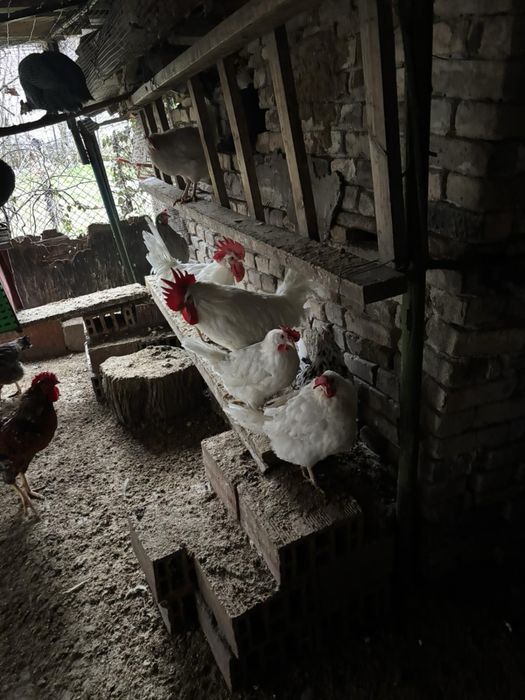 5-6 месечни петли от различни породи