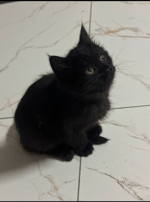 Продаётся котёнок