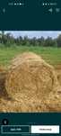 Vând baloți de paie de triticale și de grau  120 pe 120