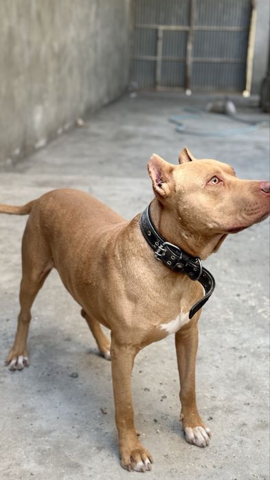 Продается щенки питбуля