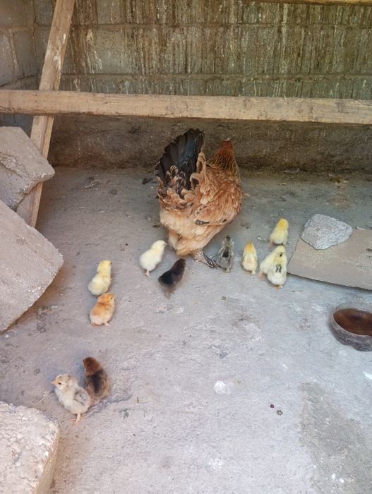 Курица с цеплятами