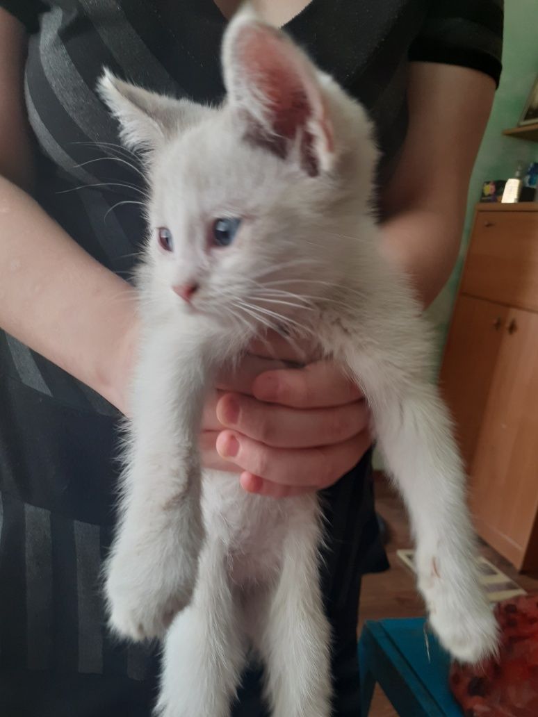 Отдам котёнка, девочка
