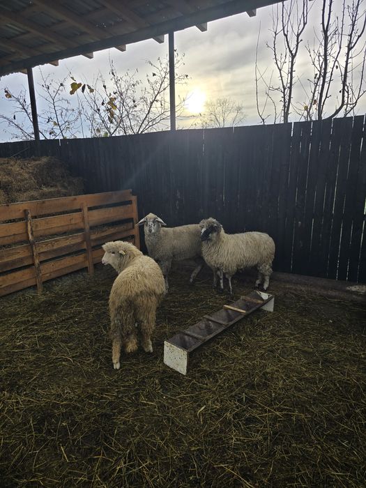 Mielute bune de prasila, tinere si cu potential.