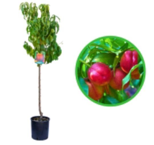 Pomi fructiferi La Ghiveci (Nectarin)