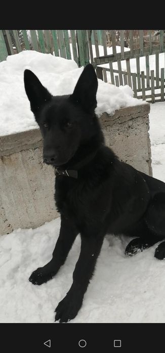 Продам щенка. Порода - Восточно-европейская овчарка