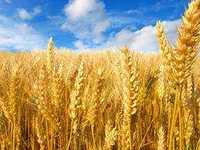 семена пшеницы сорт Безенчукская