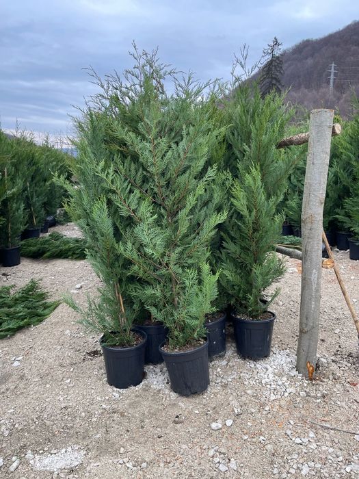 Leylandi cupressus, ideal pentru gard viu, Livrare gratuită