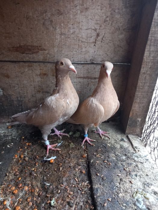 Vând pereche meulemans galben