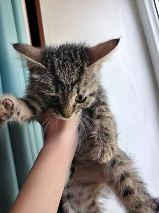 Котенок девочка 1,5 мес