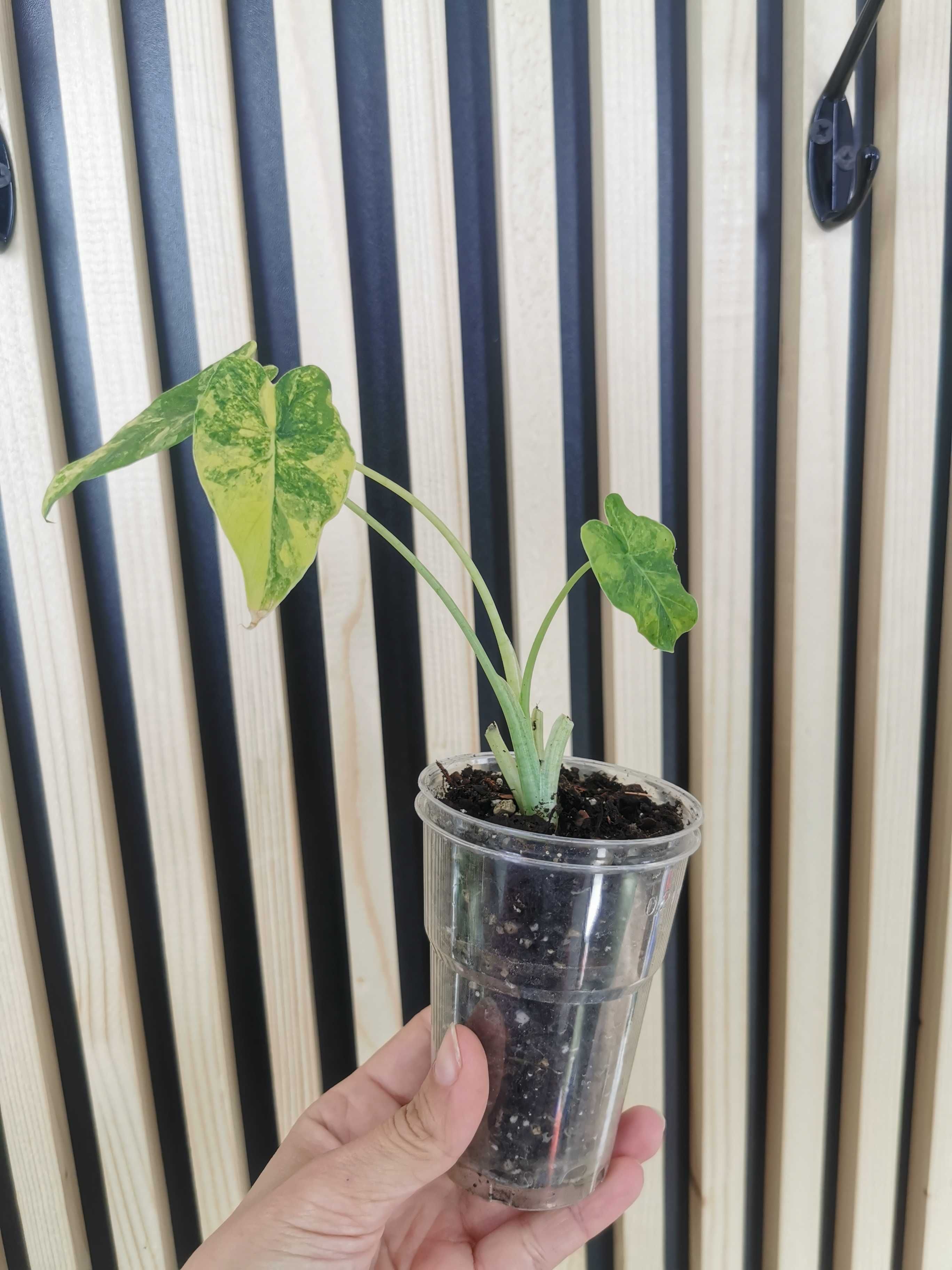 Alocasia odora aurea, Alocasia variegata