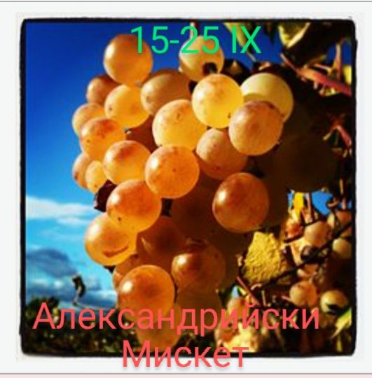 Лози за вкореняване