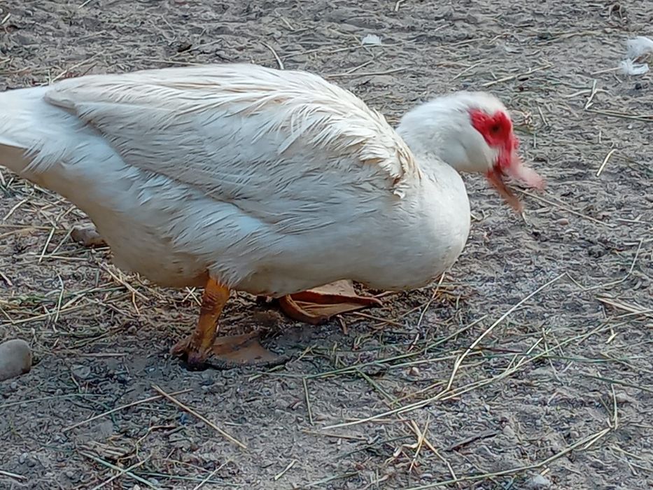 Vând rate lesesti