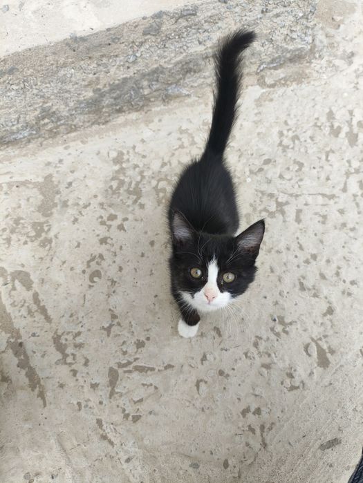 Котенок домашний, девочка
