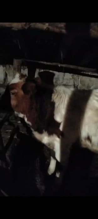 Продам бычка 9-10мес  цена 350тыс