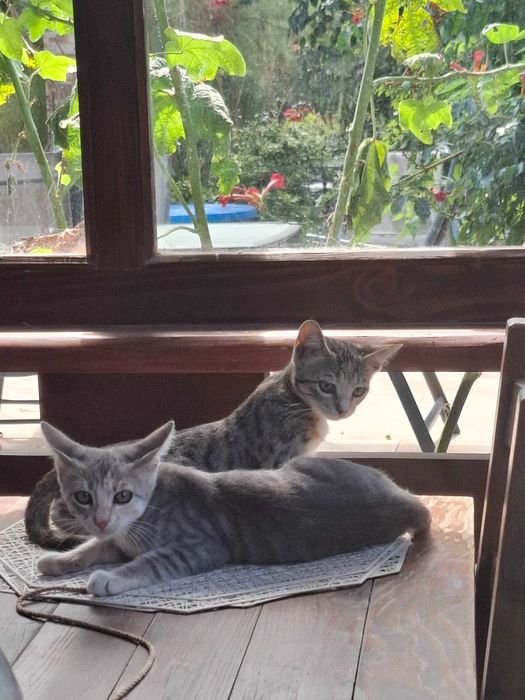 Adoptie 6 pisoiasi