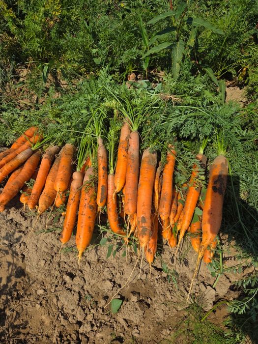 Vand morcovi en gross