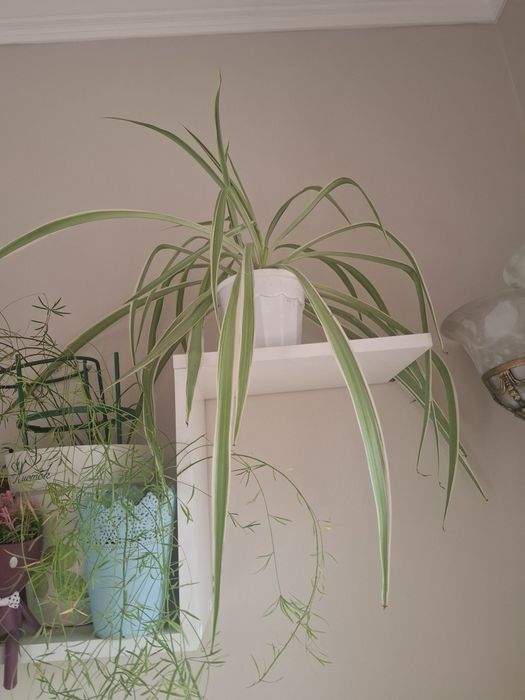 Комнатные цветы продам