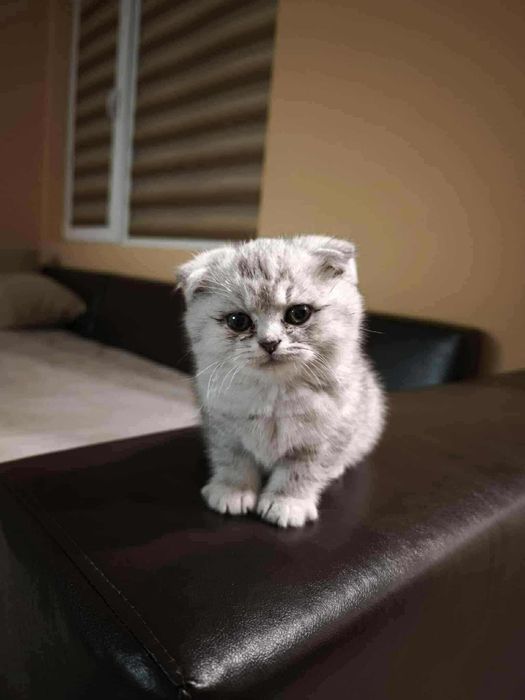 Сребърна чинчила